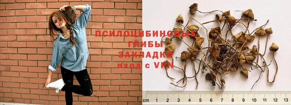 прущие грибы Белоозёрский